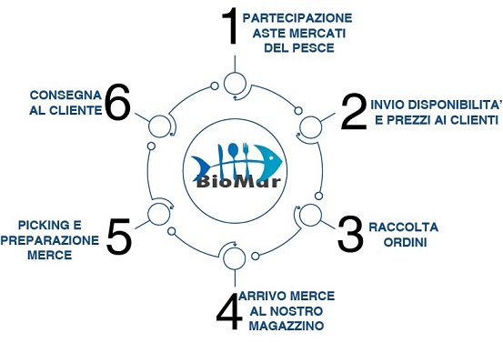 ciclo