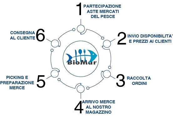 ciclo